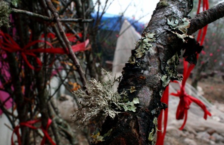 Đào rừng về Thủ đô - 7