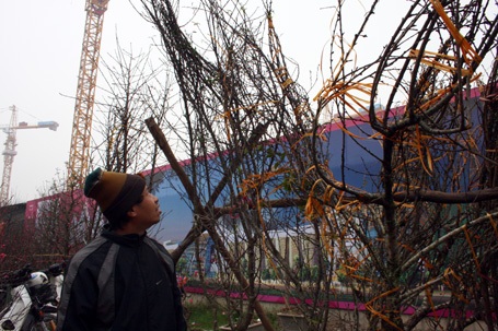 Đào rừng về Thủ đô - 10