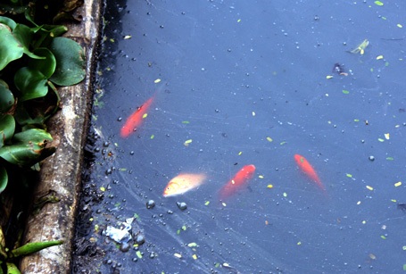 Sông hồ Hà Nội ngập rác ngày tết ông Công - 10