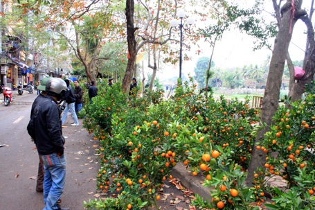 Hà Đông: Bán tháo hoa xuân - 1