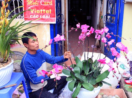 Hà Đông: Bán tháo hoa xuân - 3