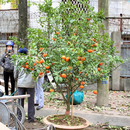 Hà Đông: Bán tháo hoa xuân - 2