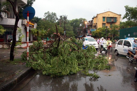 Cây sưa trên đường Kim Liên cũng bị gió bẻ tơi bời