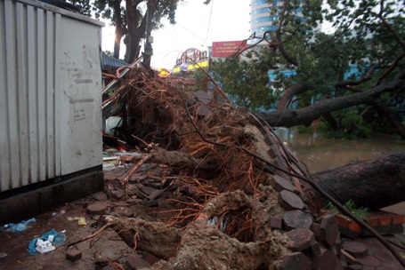 Hai cây cổ thụ trên đường Đào Duy Anh bị bật gốc