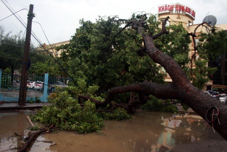 Cây xà cừ bật gốc chắn ngang đường