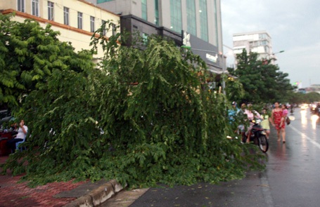 Không chỉ cây to bị bật gốc những cây nhỏ cũng bị gió hạ gục