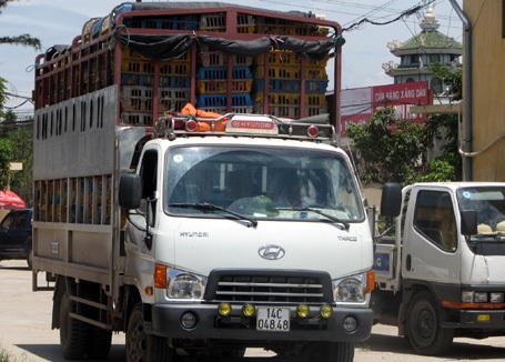 Xe chở gà lậu bị CSGT phát hiện bắt giữ vào giữa tháng 7 vừa qua