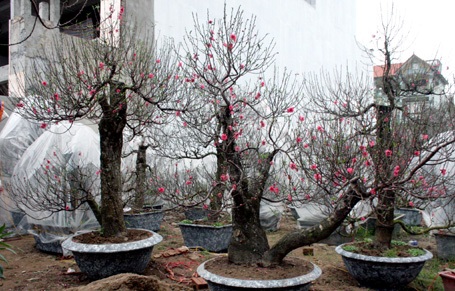 Ông chủ chăm chút cho từng gốc đào.