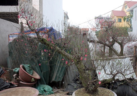 Ông chủ chăm chút cho từng gốc đào.