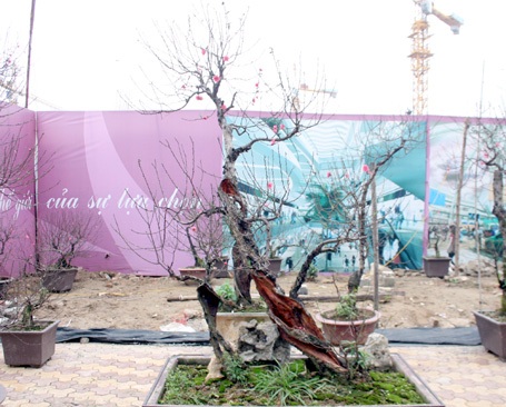 ... thế nhưng nó vẫn ra hoa đón Tết.