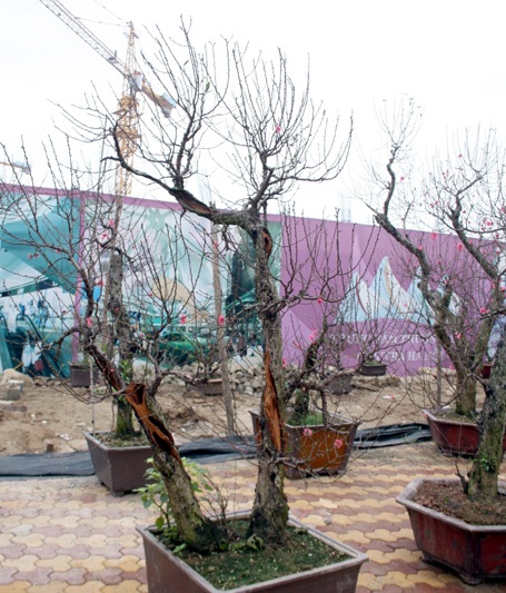 ... thế nhưng nó vẫn ra hoa đón Tết.