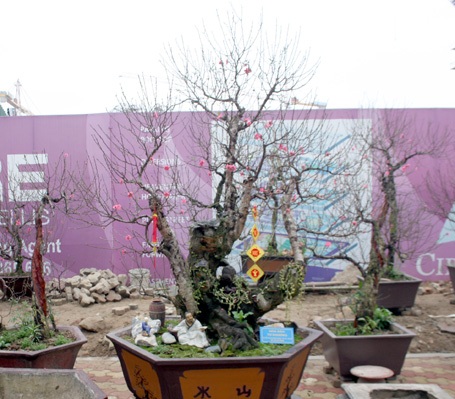 Những gốc đào thế được đem ra bày bán trên đường Lạc Long Quân