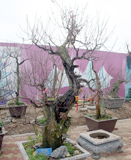 Những gốc đào thế được đem ra bày bán trên đường Lạc Long Quân