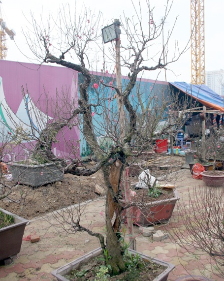 Những gốc đào thế được đem ra bày bán trên đường Lạc Long Quân