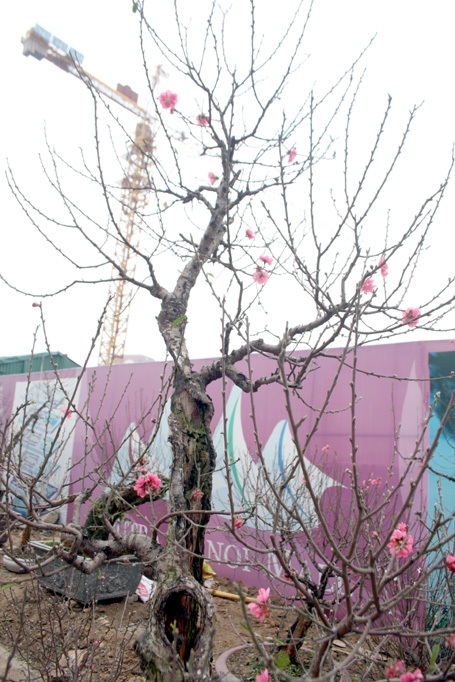 Những gốc đào thế được đem ra bày bán trên đường Lạc Long Quân