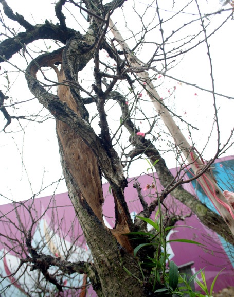 Những gốc đào thế được đem ra bày bán trên đường Lạc Long Quân