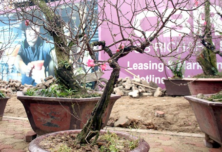 Những gốc đào thế được đem ra bày bán trên đường Lạc Long Quân