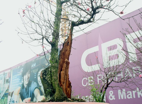 Bị sâu, mối đục khoét tưởng như những gốc đào này sắp trở thành củi khô...