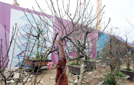 Bị sâu, mối đục khoét tưởng như những gốc đào này sắp trở thành củi khô...