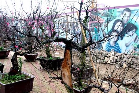 Bị sâu, mối đục khoét tưởng như những gốc đào này sắp trở thành củi khô...