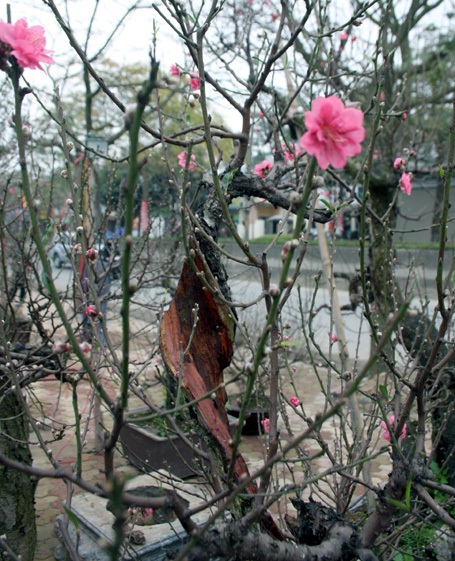 Ngắm những gốc đào độc nhất Nhật Tân