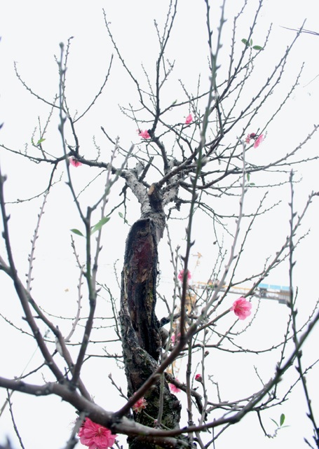 Những gốc đào thế được đem ra bày bán trên đường Lạc Long Quân