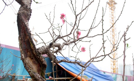 Những gốc đào thế được đem ra bày bán trên đường Lạc Long Quân