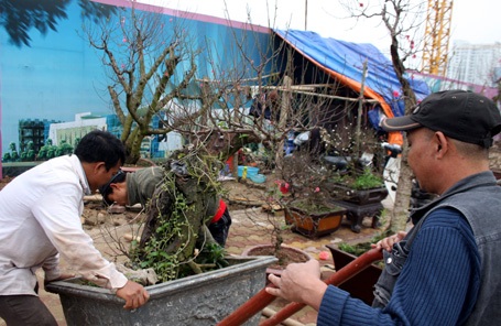 Những gốc đào thế được đem ra bày bán trên đường Lạc Long Quân