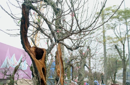 ... thế nhưng nó vẫn ra hoa đón Tết.