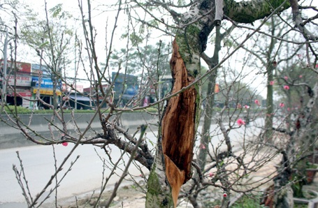 ... thế nhưng nó vẫn ra hoa đón Tết.