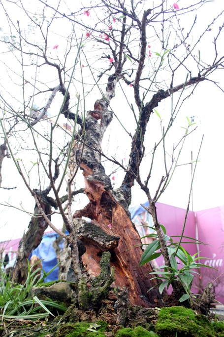 Anh Tư Khương, chủ vườn đào cho biết nếu chăm sóc không cẩn thận đào rất dễ hỏng