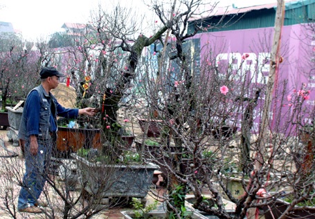 Ông chủ chăm chút cho từng gốc đào.