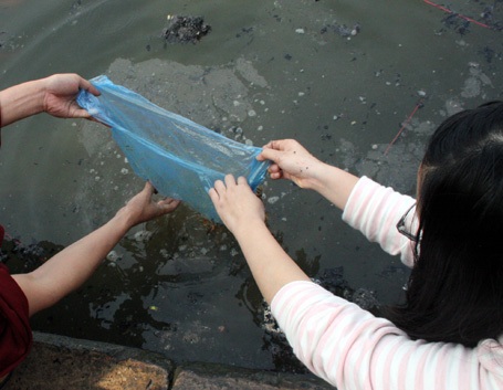 Nghẽn đường vì rác, cá phóng sinh... bao giờ lên được trời!