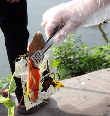 Cá chép vàng chết ngộp vì nước ao hồ ô nhiễm