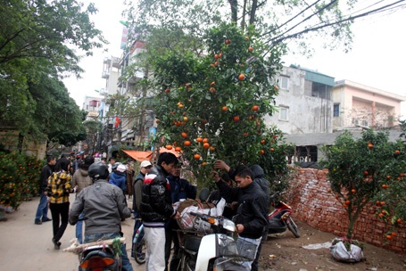 Cam Canh đẹp cũng chỉ có giá hơn 1 triệu đồng một cây