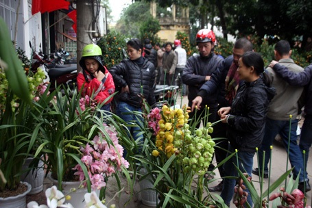 Hoa lan được nhiều người hỏi mua