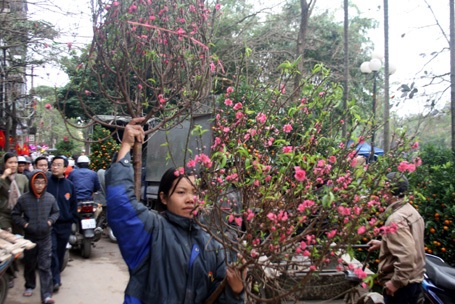 So với năm trước, năm nay giá hoa ở Hà Nội giảm rất nhiều.