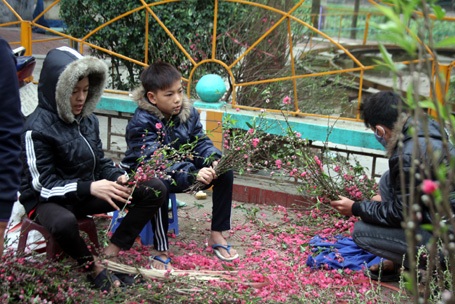 So với năm trước, năm nay giá hoa ở Hà Nội giảm rất nhiều.