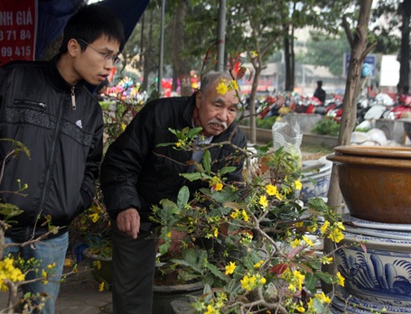 Người Hà Nội tần ngần trước vẻ đẹp của hoa mai