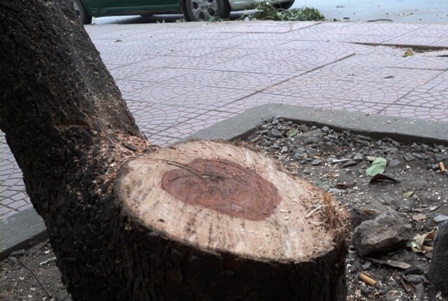Hà Nội bán đấu giá gỗ sưa - 1 Một cây gỗ sưa bị cưa trộm trên đường phố Hà Nội