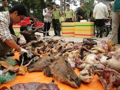 Bệnh viện xin xác động vật hoang dã làm thuốc chữa bệnh - 1 Xác động vật hoang dã được phát hiện trong một cuộc truy quét