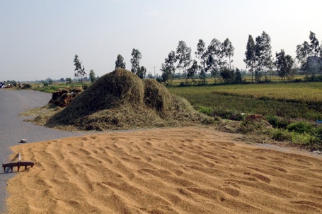 Người dân cũng chiếm luôn mặt đường để phơi lúa