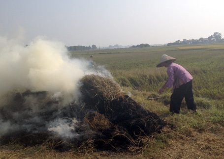 Một số nơi đốt rơm để lấy tro bón ruộng