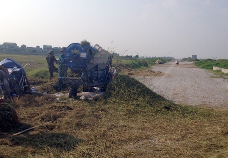 Người dân cũng chiếm luôn mặt đường để phơi lúa