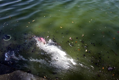 Nước đen đặc vì rác quá nhiều