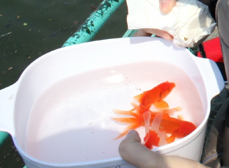 Bị phóng sinh trong “biển rác” nhiều chú cá tắc tử ngay lập tức