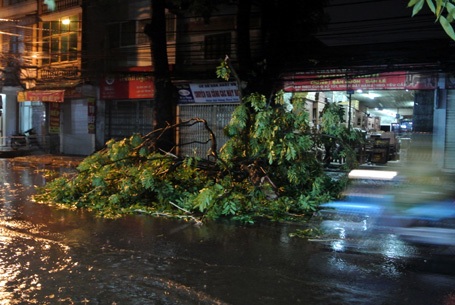 Cành cây xà cừ nằm chắn ngang đê La Thành