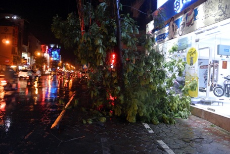 Vỉa hè trên đường Cầu Giấy bị cành cây án ngữ