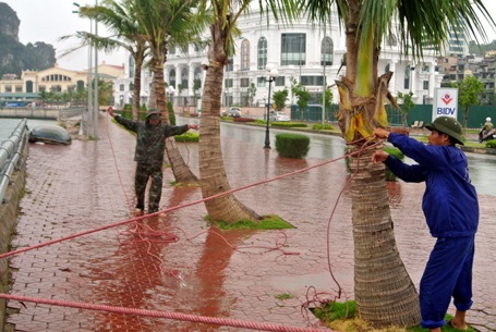“Gói ghém” tài sản, di tản dân trước giờ bão đổ bộ - 1 Công nhân cột chặt cây trước khi cơn bão số 3 ập đến