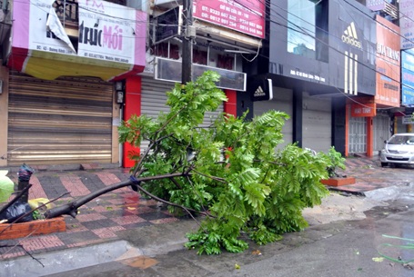 Sau bão: Nhà tốc mái, đường ngập, cây đổ la liệt - 11 Sáng nay gió vẫn thổi mạnh, nhiều cây xanh vẫn còn nguy cơ bị gãy đổ.